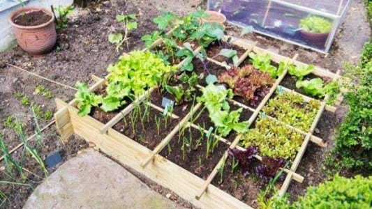 Cuarentena: para promover huertas domiciliarias, Neuquén regala semillas y hace tele-seguimiento