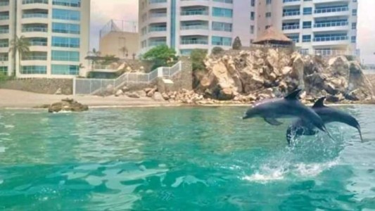 Efecto cuarentena: sacaron a los delfines de un acuario a la playa porque no hay turistas
