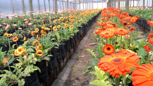 La Provincia ratifica la excepción para la actividad de viveros en la cuarentena