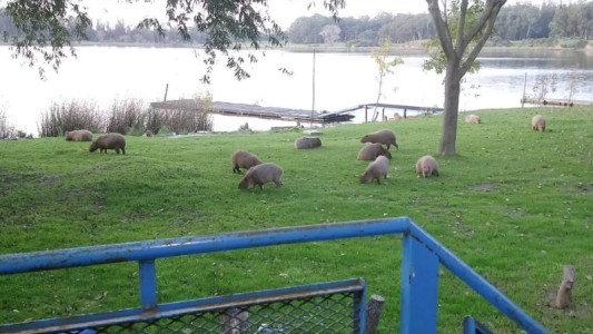 Ante la ausencia de humanos, carpinchos invaden la Laguna de los Padres