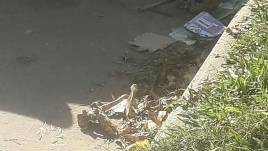 Hallaron restos óseos en la zona sur de Avenida Freyre