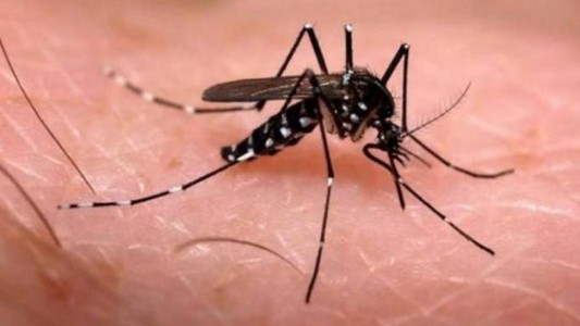 El Concejo pidió que se intensifiquen medidas de prevención contra el dengue
