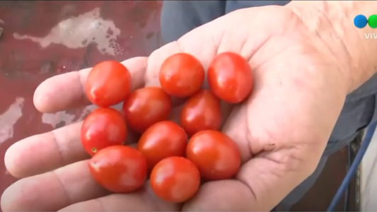 Cultivo sin tierra: una práctica que se puede adoptar en tiempos de pandemia