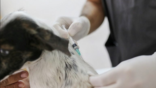 El IMUSA realiza castración y vacunación de animales en Las Flores y Chalet