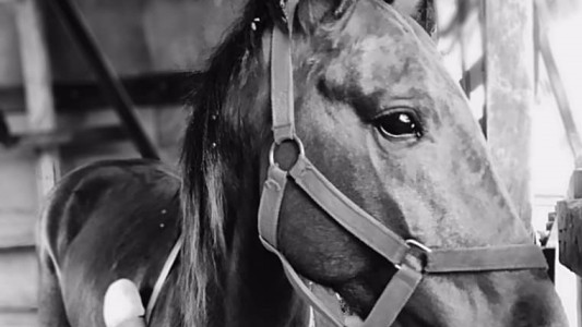 Murió Azar, el caballo que fue atropellado en Santo Tomé y agonizó casi un mes