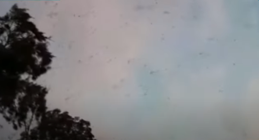 Invasión de langostas en el norte santafesino: la nube de insectos sigue moviéndose por la región