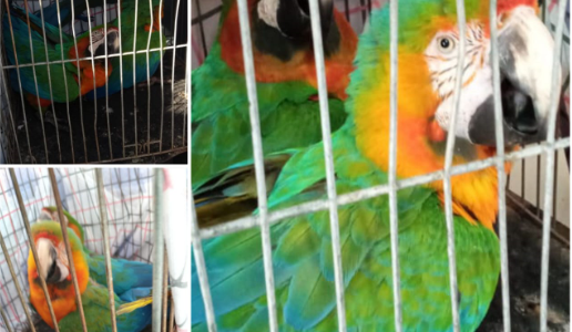Recuperaron a dos loros Guacamayos que habían sido robados de la Granja La Esmeralda