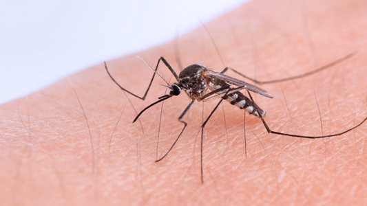 Dengue en el mundo, 80 millones de infectados al año: los datos de Argentina