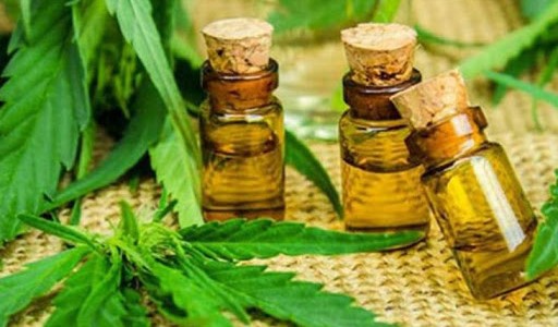 Cannabis medicinal: aprobaron en Tigre proyecto que para regular su uso y cultivo