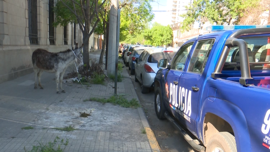 Una burra suelta en la ciudad de Santa Fe: terminó en la comisaría e intervino un fiscal