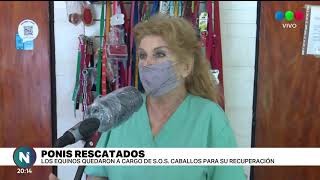 Recuperaron dos ponis golpeados y mal alimentados