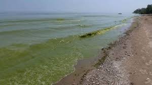 Verano 2021: advierten sobre la toxicidad de la Laguna Setúbal