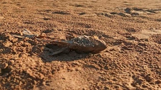 Confirman que la principal causa de mortandad de peces es por la bajante histórica del Paraná