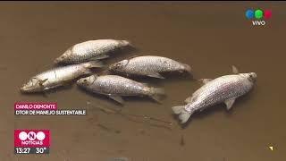 Río Salado: investigan la mortandad de los peces