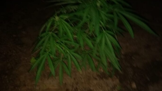 Buscaban el paradero de un hombre y encontraron una gran plantación de marihuana