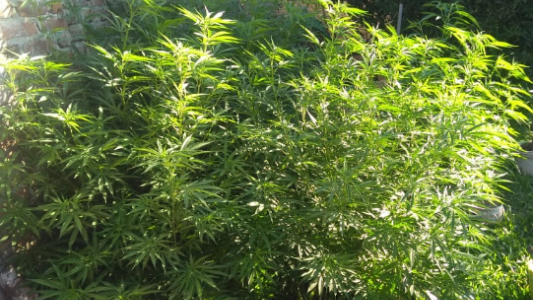 Secuestraron plantas de marihuana y detuvieron a varias personas