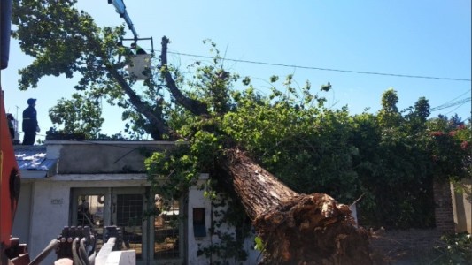Un árbol se derrumbó sobre su casa y salvó su vida de milagro