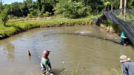 La Provincia apuesta al desarrollo de una piscicultura sostenible, productiva y social