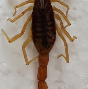 Alacranes: Recomendaciones de la UNL ante su aparición