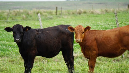 Tremendo hecho de abigeato en el norte provincial: le robaron 42 vaquillonas y un toro