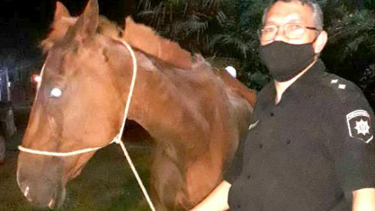 Ley Sarmiento: asistieron a un equino con riesgo de vida y trasladaron a un hombre