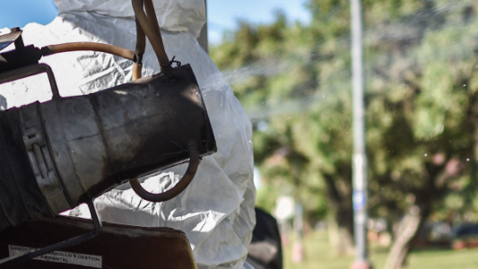 Invasión de mosquitos: continúan las tareas de fumigación en la ciudad