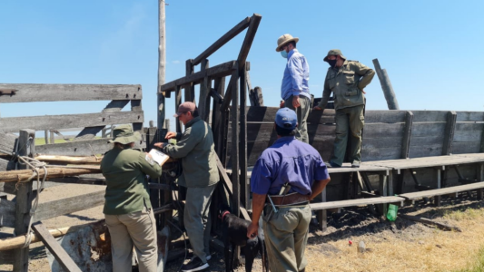 La Guardia Rural Los Pumas recuperó 138 bovinos en el departamento de 9 de Julio