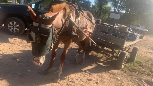 La organización S.O.S Caballos logró salvar a un ejemplar que padecía maltrato equino