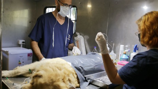 Castración, vacunación antirrábica y desparasitación: se lanzó la campaña de salud animal 2021