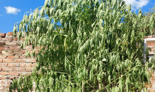 Secuestraron material estupefaciente y aprehendieron a cuatro personas