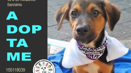 La agrupación "Perros comunitarios" pide a la sociedad la adopción de perros de la calle