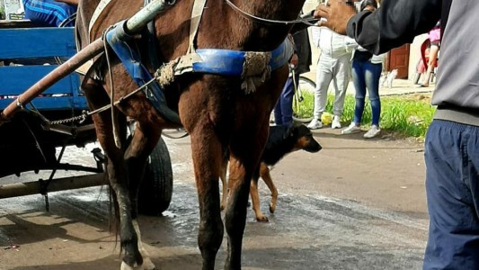 Auxiliaron a un caballo que trasladaba un carro y aprehendieron a un joven