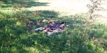 Alerta: continúa la desesperada búsqueda del Puma en Roldán, en el sur santafesino