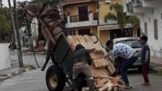 Maltrato animal: el caballo que quedó suspendido en el aire por el peso del carro