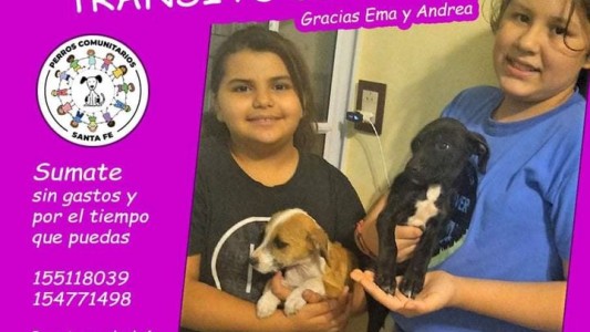 En el Día del Perro "Multirraza", invitan a adoptar