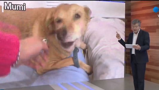 Perros Comunitarios Santa Fe busca un hogar para animales