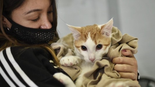 Esta semana continúa el cronograma de castraciones gratuitas