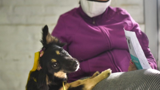 Cronograma de castraciones de la próxima semana