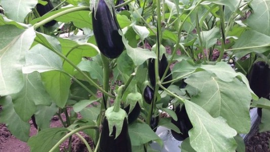 Tomates, berenjenas y zapallitos experimetan una suba de hasta el 100%