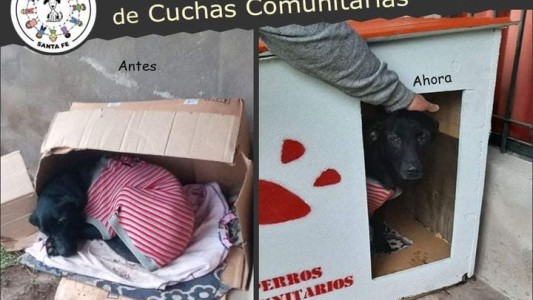 Solicitan colaboración para construir cuchas para perros callejeros