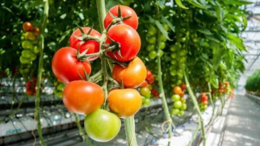 Buscan desarrollar un spray inocuo para cultivar hortalizas