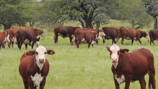 Los avances de Santa Fe en el desarrollo de su plan ganadero