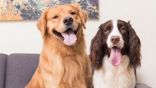 Día del Perro: el trabajo de la Protectora y la alerta ante la “compra por moda”