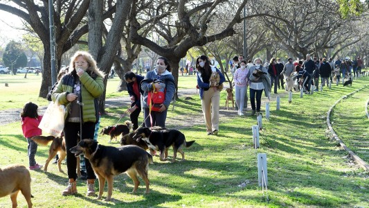 Continúa la campaña antirrábica y de castraciones