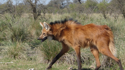 El Museo Provincial de Ciencias Naturales lanzó su tercer libro digital gratuito