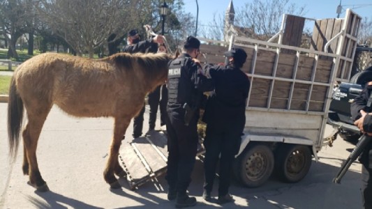 Maltrato animal: asistieron a un yegua lastimada y trasladaron a un joven