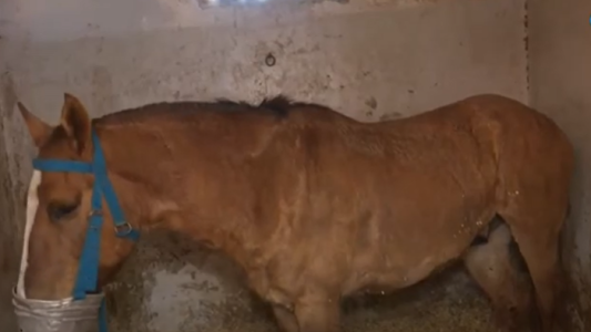 S.O.S Caballos: pedido solidario por la recuperación de Rafael