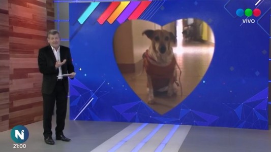 Nueva solicitud de Perros Comunitaios Santa Fe: ¿quiénes buscan un hogar?