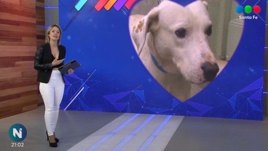 Perros comunitarios Santa Fe: animales buscan un hogar