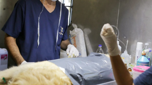 Cronograma de castración y vacunación para animales de compañía